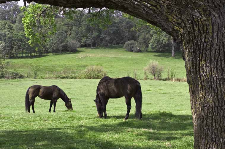 ZCRView1Horsesb.jpg